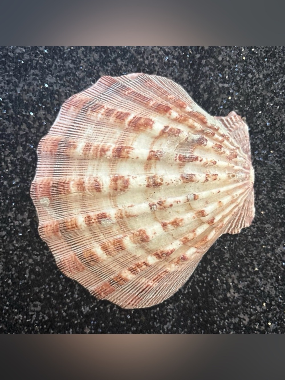 Coastal Seashell & Starfish Collection | Natural Beach Décor Display Bundle - Picture 7 of 11